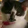 Helen Pingitore - @helenpingitore0 - TikTok