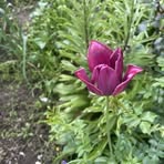 Helen Pollitt - Facebook