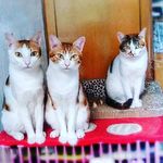Helen Poon 小豹豹🐾 - @helenpoon - Instagram