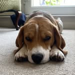 Helen Cheese-Probert - @thatched.life - Instagram