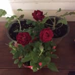 Helen Putnam - Facebook