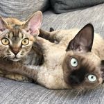Devon Rex cattery - HELENDRX - @helen_devonrex - Instagram