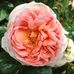 Helen Ringer - Facebook