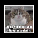 helen satterfield - @clairee_the_fat_cat - Instagram