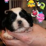 Helen Schofield - @dimond_heart_8 - Instagram