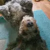 Helen Schofield - @helen.schofield6 - TikTok