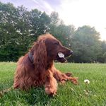 helen - @helen_the_irish_setter - Instagram