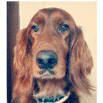 Maria Helena Marcote Garcia - @helentheirishsetter - Instagram