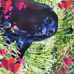 Helen Shepherd - Facebook
