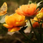 Helen Spring - @hspring8375 - Instagram