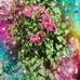 Helen Stipe - Facebook