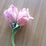 Helen Trafford - Facebook