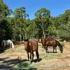 The Helenvale Horse Sanctuary - @helenvalehorsesanctuary - TikTok