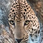 Helen Westfall - @helenwestfall858 - Instagram