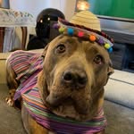 Helena Westfall - @chloe_the_cooky_pitbull - Instagram
