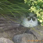 Helen Willmott - Facebook