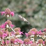 Helen Wiseman - @mamawise3317 - Instagram