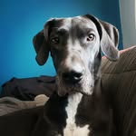 Helena la gran danés - @helena_black_dane - Instagram