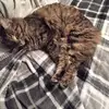 Helena Cunningham775 - @ashakathecoolkid - TikTok