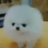 Helen P Fitzpatrick - @puppylove428 - TikTok