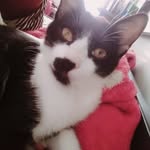 Helena Gilbert witths - @helena_g_witths - Instagram