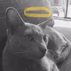 Helena Mitchell - @meowseyandthedoggos - TikTok