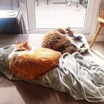 Helena Olson Maia - @holsonmaia - Instagram
