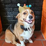 Helena Roe Turner - @helenathecorgpig - Instagram