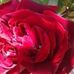 Helena Sanchez - Facebook