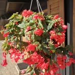 Helene Weigel - Facebook