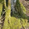 helenebaumann283 - @helenebaumann283 - TikTok