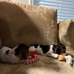 Helene Bean - @westlawnbingo - Instagram