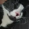 Neko - @heleneblake1 - TikTok