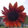 heleneboudreau1 - @heleneboudreau1 - TikTok