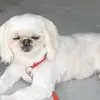 heleneboudreau65 - @heleneboudreau65 - TikTok