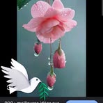 Helene Boyer - Facebook