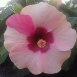 Helene BRUNO - @helene_1968 - Instagram