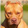 user7584727206889Helen Diniz - @helenebruno0 - TikTok