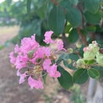 Helene Chu - @helenechu58 - Instagram