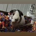 Helene Friedman - @shai_the_piglet - Instagram