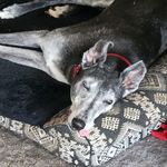 Helene Friedman - @sacha_greyhound - Instagram