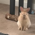 Lisa Hèlène MacDonald - @harristhelionhead - Instagram