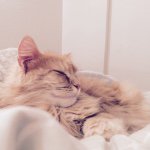 Helene Schepperle - @he.lene.mu.ell.er - Instagram