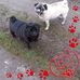 Helene Schaefer - Facebook