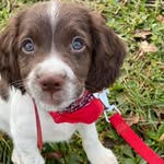 Helene de engelse springer - @helenedeengelsespringer - Instagram