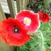 Helene Stein - Facebook