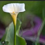 Helene Vincent - @le.en1917 - Instagram