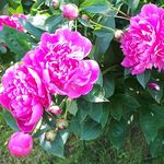 Helga Hahn - @helgahahn53 - Instagram