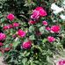 Helga Hoffmann - Facebook