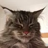 helgahoffmann72 - @helgahoffmann72 - TikTok